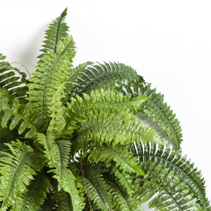 FOUGERE artificielle boston - haut