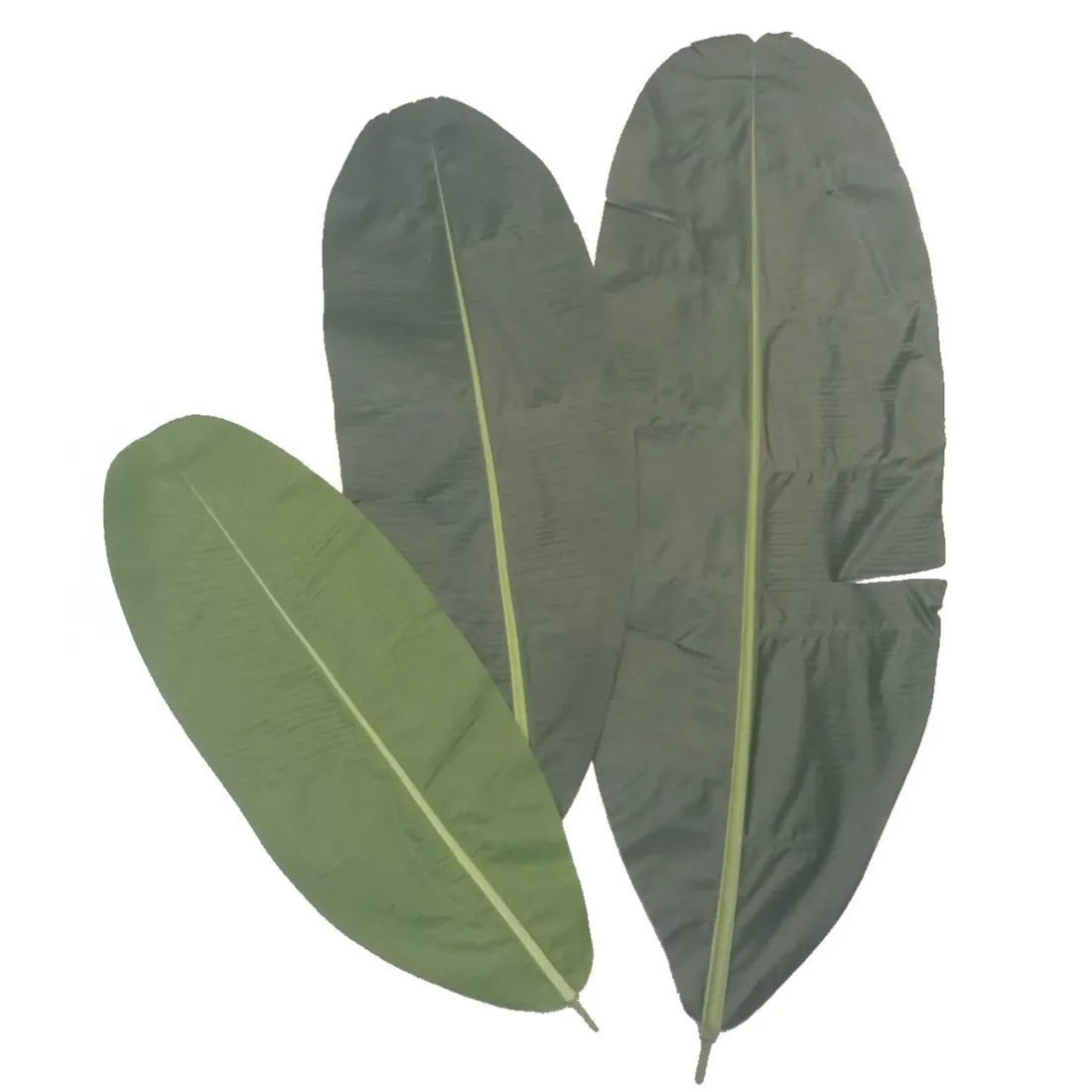 Feuilles de bananier fraîches du Vietnam, feuilles vertes pour l'emballage