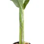 BANANIER artificiel 140 à 350 cm - tronc