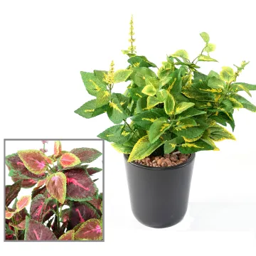 COLEUS artificiel 40 cm