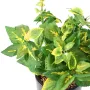 COLEUS artificiel 40 cm vert/jaune - détails