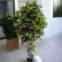 CROTON  artificiel  110 à 180 cm - showroom