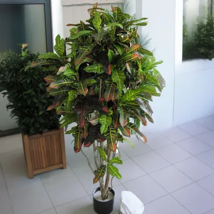 CROTON  artificiel  110 à 180 cm - showroom
