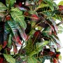 CROTON  artificiel  110 à 180 cm - feuilles