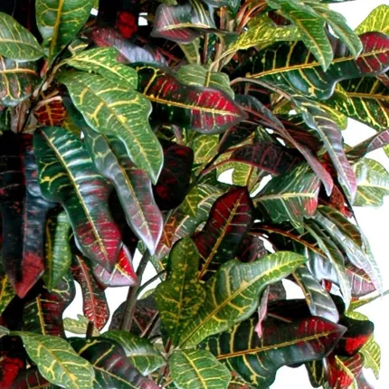 CROTON  artificiel  110 à 180 cm - feuilles