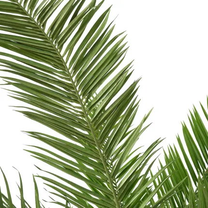 palmier CANARIE artificiel 350 cm - feuille
