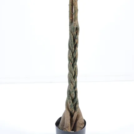 PACHIRA artificiel aquatica BOULE 150 et 180 cm - tronc