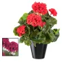piquet Géranium 30 cm - 2 couleurs