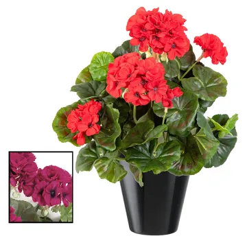 piquet Géranium 30 cm - 2 couleurs