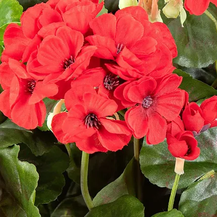 piquet Géranium PM 30 cm rouge - déttail fleurs