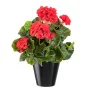 piquet Géranium PM 30 cm rouge en pot