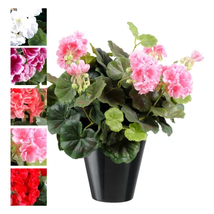 piquet Géranium GM 40 cm - 5 couleurs