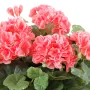 piquet Géranium artificiel Grand Modèle saumon 40 cm - fleurs détails