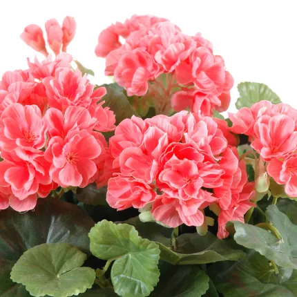 piquet Géranium artificiel Grand Modèle saumon 40 cm - fleurs détails