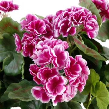 piquet Géranium artificiel Grand Modèle violet blanc 40 cm - fleurs détails