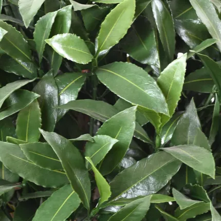 LAURIER SAUCE artificiel BOULE de 35 à 65 cm de diamètre - feuilles