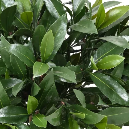 LAURIER SAUCE artificiel BOULE de 35 à 65 cm de diamètre - feuillage