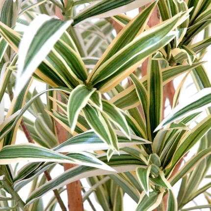 Dracena artificiel (ou DRACAENA) Reflexa new 150 ou 180 cm ANTI FEU vert crème - feuilles