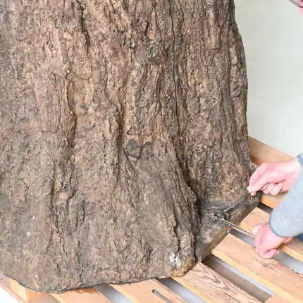 Habillage de poteau FICUS artificiel Géant 360 cm diam 370 cm - tronc bas