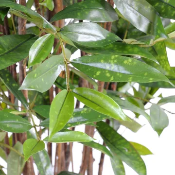 DRACENA artificiel (ou DRACAENA) SURCULOSA arbre 90 à 270 cm - feuilles