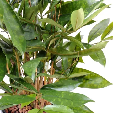 DRACENA artificiel (ou DRACAENA) SURCULOSA 60 cm - feuilles