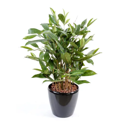 DRACENA artificiel (ou DRACAENA) SURCULOSA 60 cm - en pot