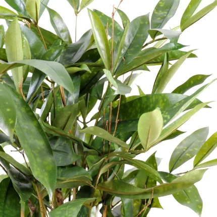 DRACENA artificiel (ou DRACAENA) SURCULOSA 60 cm - détails feuilles