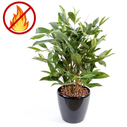 DRACENA artificiel (ou DRACAENA) SURCULOSA 60 cm ANTI FEU