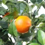 ORANGER artificiel NEW 150 et 180 cm - fruit