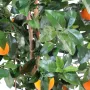 ORANGER artificiel NEW 150 et 180 cm - feuilles