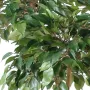 FICUS artificiel NATASJA 5 têtes 170 cm - feuilles