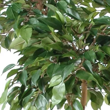 FICUS artificiel NATASJA 5 têtes 170 cm - feuilles