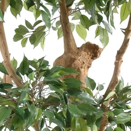 FICUS artificiel NATASJA 5 têtes 170 cm - feuillage