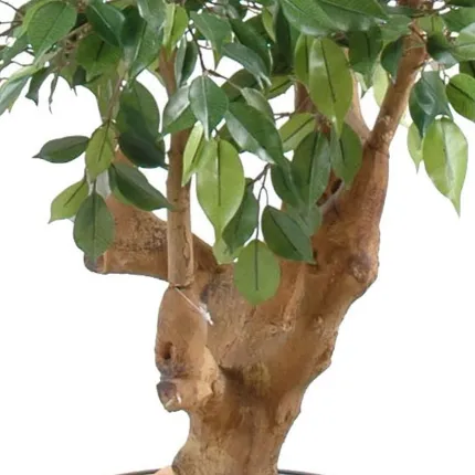 FICUS artificiel NATASJA 5 têtes 170 cm - tronc