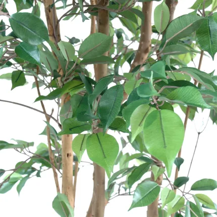 FICUS artificiel multitree NATASJA  - 110 à 210 cm feuilles et troncs