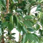 FICUS artificiel multitree NATASJA  - 110 à 210 cm - feuilles