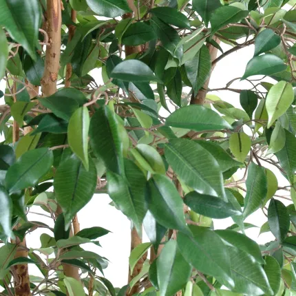 FICUS artificiel multitree NATASJA  - 110 à 210 cm - feuilles