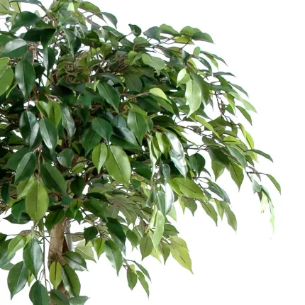 FICUS artificiel boule NATASJA 140 diam.60 cm - feuilles