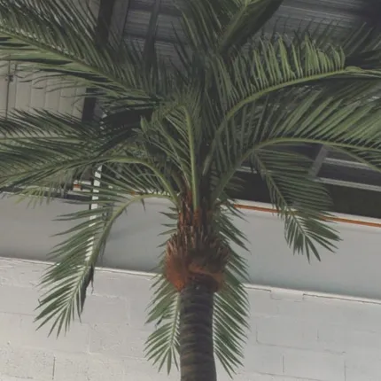 PALMIER artificiel COCO 400 et 700 cm - feuilles