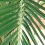 palme KENTIA artificiel ROYAL 180 et 220 cm