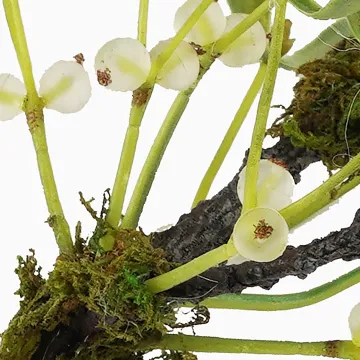 branche de GUI artificiel 29 cm - baies