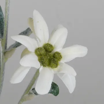 EDELWEISS artificiel 30 cm