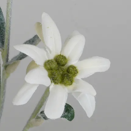 EDELWEISS artificiel 30 cm