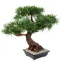 BONSAI artificiel PODOCARPUS en coupe 80 cm de profil