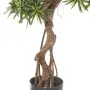 PODOCARPUS artificiel on crazy trunc 135 et 160 cm - base