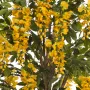 GLYCINE artificielle liane 180 cm jaune - fleurs