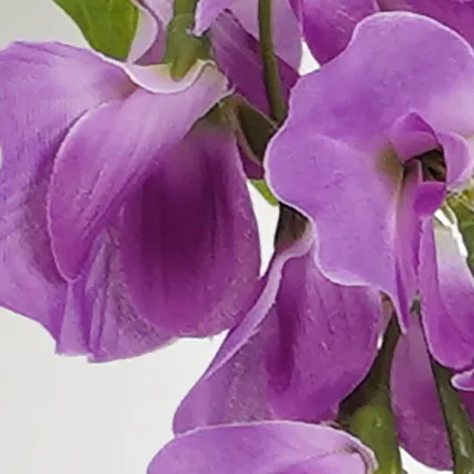 GLYCINE  artificielle 3 fleurs 90 cm lavande - détails