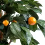ORANGER artificiel 85 cm - feuilles