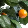 ORANGER artificiel 85 cm - orange