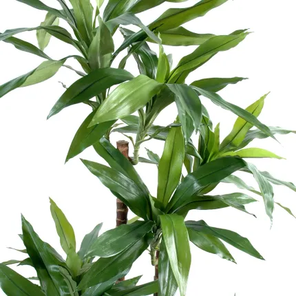 DRACENA artificiel (ou DRACAENA) FRAGRANS Janet Craig 145 cm - feuilles